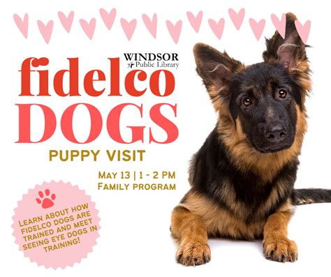 fidelco dogs for adoption